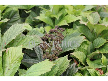 66282 rodgersie superba rodgersia pinnata superba kontejner o objemu 2 litry