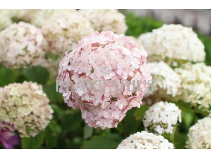 66288 hortenzie stromeckovita candybelle marshmellow hydrangea arborescens candybelle marshmellow kontejner o objemu 2 litry
