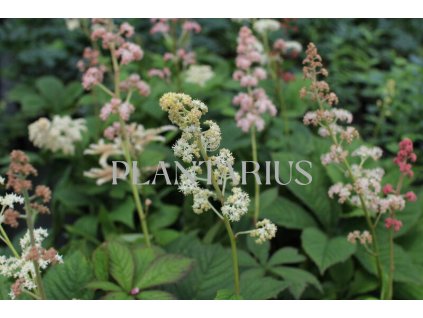 66324 rodgersie jirovcova rodgersia aesculifolia kontejner o objemu 2 litry