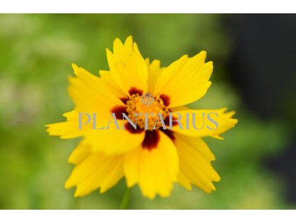 66333 krasnoocko sterntaler coreopsis lanceolata sterntaler kontejner o objemu 2 litry