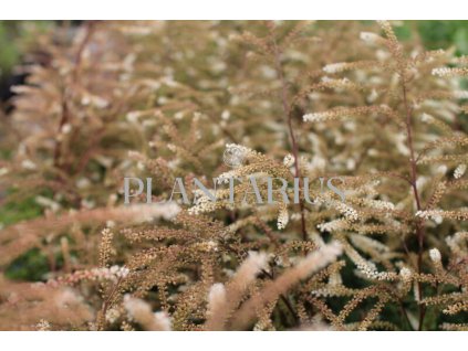 66360 udatna lesni guinea fowl aruncus sylvestris guinea fowl kontejner o objemu 2 litry