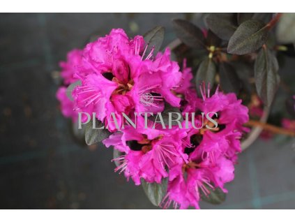 66405 rhododendron p j m elite rhododendron p j m elite kontejner o objemu 2 litry