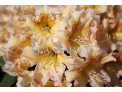 66411 penisnik bernstein rhododendron t bernstein kontejner o objemu 2 litry