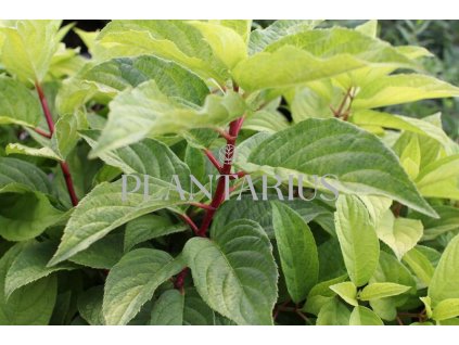 66420 hortenzie latnata wim s red yellow hydrangea paniculata wim s red yellow kontejner o objemu 2 litry