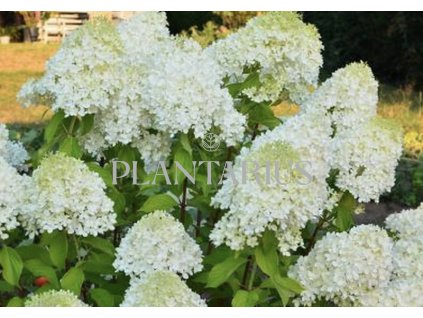 66423 hortenzie latnata mint spirit hydrangea paniculata mint spirit kontejner o objemu 2 litry