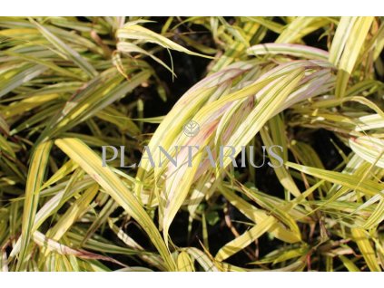 66462 rakosnik japonsky aureola hakonechloa macra aureola kontejner o objemu 2 litry