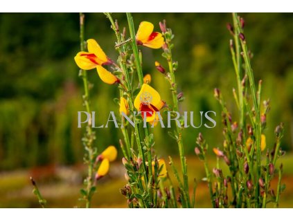 66501 cilimnik andreanus splendens cytisus andreanus splendens kontejner o objemu 2 litry