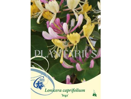 66930 zimolez kozi list inga lonicera caprifolium inga kontejner o objemu 2 litry velikost 40 60 cm