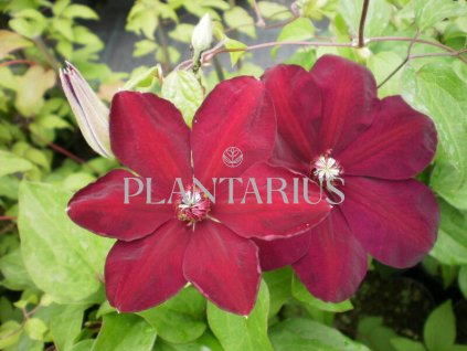 66948 plamenek westerplatte clematis westerplatte kontejner o objemu 2 litry velikost 40 60 cm