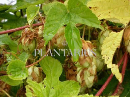 66996 chmel otacivy aureus humulus lupulus aureus kontejner o objemu 2 litry velikost 40 60 cm