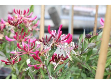 67101 zimolez ovijivy fragrant cloud chojnow lonicera periclymenum fragrant cloud chojnow kontejner o objemu 2 litry velikost 40 60 cm