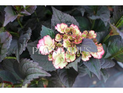 67179 hortenzie pilovita darwhite hydrangea serrata darwhite kontejner o objemu 2 litry velikost 40 60 cm