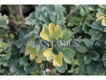 67251 jinan dvoulalocny mariken ginkgo biloba mariken kontejner o objemu 20 litru obvod kmene 4 6 cm kmen 180 cm