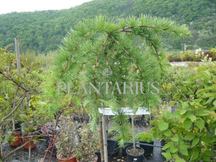 67284 modrin japonsky stiff weeping larix kaempferi stiff weeping kontejner o objemu 20 litru obvod kmene 6 8 cm kmen 180 cm
