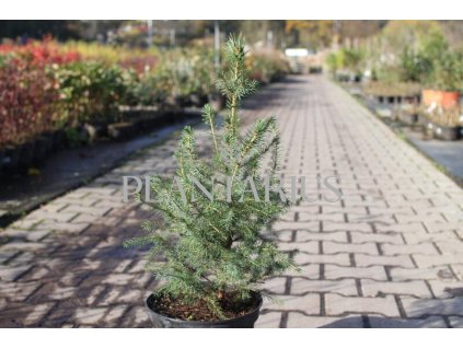 67347 smrk omorika picea omorika kontejner o objemu 20 litru velikost 100 125 cm