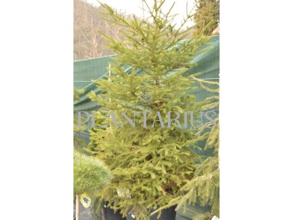 67350 smrk ztepily picea abies kontejner o objemu 20 litru velikost 100 125 cm