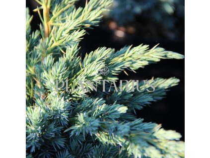 67362 jalovec supinaty meyeri juniperus squamata meyeri kontejner o objemu 20 litru velikost 100 125 cm