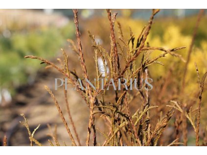 67365 zerav tuje zapadni ohlendorfii thuja occidentalis ohlendorfii kontejner o objemu 20 litru velikost 100 125 cm