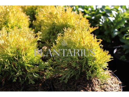 67620 zerav tuje zapadni golden anne thuja occidentalis golden anne kontejner o objemu 20 litru velikost 60 80 cm