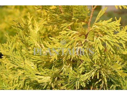 67668 zerav tuje zapadni malonyana aurea thuja occidentalis malonyana aurea kontejner o objemu 20 litru velikost 80 100 cm