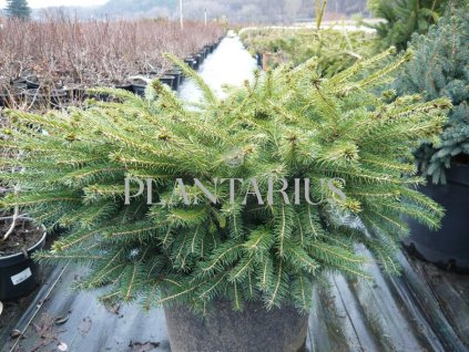 67785 smrk ztepily little gem picea abies little gem kontejner o objemu 2 5 litru velikost 10 20 cm