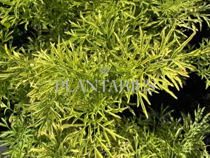 67851 bez cerny golden tower sambucus nigra golden tower kontejner o objemu 2 5 litru velikost 20 40 cm