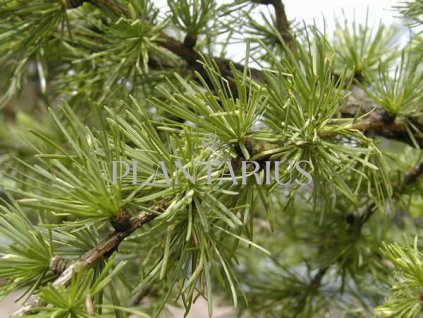 67869 modrin opadavy larix decidua kontejner o objemu 25 litru velikost 2 25 2 5 metru