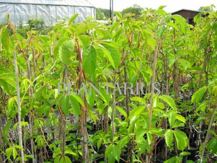 67872 prisavnik petilisty loubinec parthenocissus quinquefolia kontejner o objemu 25 litru velikost 2 5 3 metry