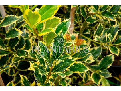 67932 cesmina obecna pyramidalis aurea ilex aquifolium pyramidalis aurea kontejner o objemu 25 litru velikost 60 80 cm