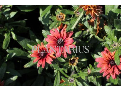 68025 trapatka summerdaisy s double red rudbeckia hybrida summerdaisy s double red kontejner o objemu 3 litry