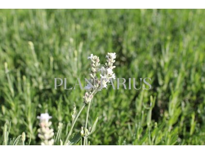 68076 levandule uzkolista ellagance snow lavandula angustifolia ellagance snow kontejner o objemu 3 litry