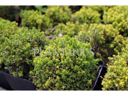 68112 hebe green globe hebe green globe kontejner o objemu 3 litry velikost 10 20 cm