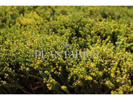 68115 hebe james stirling hebe james stirling kontejner o objemu 3 litry velikost 10 20 cm