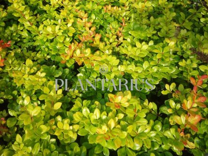 68139 dristal zimostrazovy dual jewel berberis media dual jewel kontejner o objemu 3 litry velikost 20 30 cm