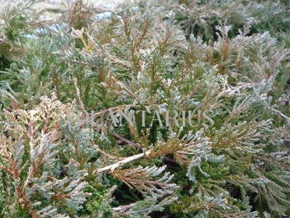 68160 jalovec polehly wiltonii juniperus horizontalis wiltonii kontejner o objemu 3 litry velikost 20 30 cm