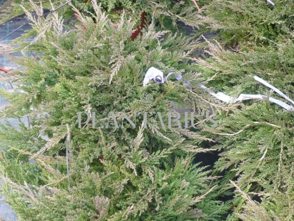 68163 jalovec polehly prince of wales juniperus horizontalis prince of wales kontejner o objemu 3 litry velikost 20 30 cm