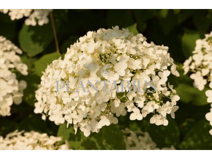 68181 hortenzie stromeckova incrediball strong annabelle hydrangea arborescens incrediball strong annabelle kontejner o objemu 3 litry velikost 20 40 cm
