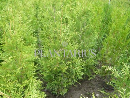 68469 zerav tuje zapadni brabant thuja occidentalis brabant kontejner o objemu 35 litru velikost 2 2 5 metru