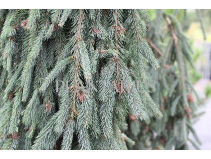 68472 smrk ztepily bohemica pendula picea abies bohemica pendula kontejner o objemu 35 litru velikost 2 2 5 metru