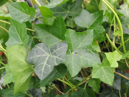 68481 brectan popinavy hibernica hedera helix hibernica kontejner o objemu 35 litru velikost 2 2 5 metru