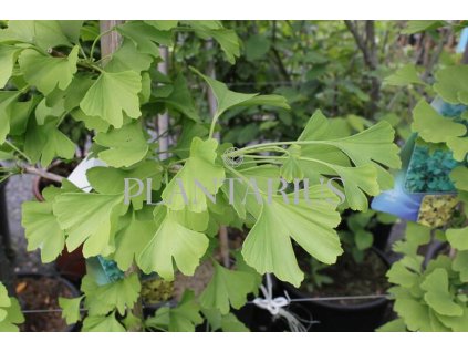 68490 jinan dvoulalocny ginkgo biloba kontejner o objemu 35 litru velikost 3 3 5 metru