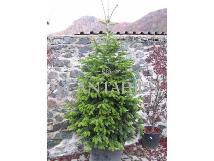 68526 jedle kavkazska abies nordmanniana kontejner o objemu 35 litru velikost 60 80 cm