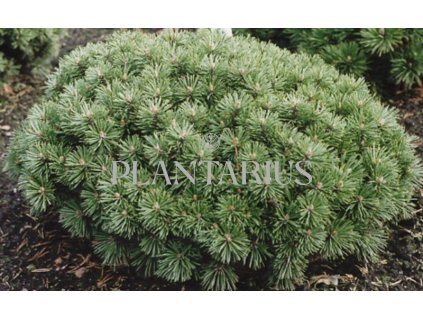 68550 borovice klec echiniformis pinus mugo echiniformis kontejner o objemu 4 litry velikost 20 30 cm