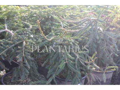 68706 smrk ztepily frohburg picea abies frohburg kontejner o objemu 40 litru velikost 100 125 cm