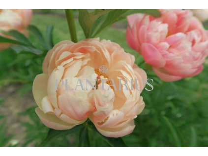 68718 pivonka belokveta coral charm paeonia lactiflora coral charm kontejner o objemu 5 litru