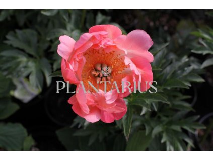 68724 pivonka belokveta coral sunset paeonia lactiflora coral sunset kontejner o objemu 5 litru