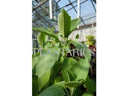 68739 durman red sanguinea brugmansia datura arborea red sanguinea kontejner o objemu 5 litru