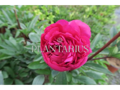 68754 pivonka belokveta karl rosenfield paeonia lactiflora karl rosenfield kontejner o objemu 5 litru