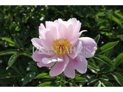 68763 pivonka belokveta nymphe paeonia lactiflora nymphe kontejner o objemu 5 litru