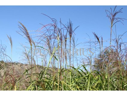 68766 ozdobnice cinska david miscanthus sinensis david kontejner o objemu 5 litru